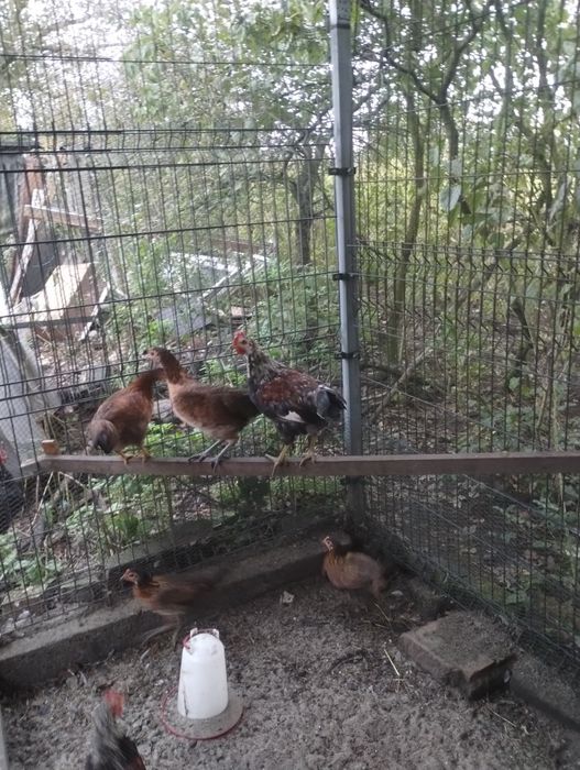 Kury, koguty Ayam Ketawa ,,śmiejące się koguty"