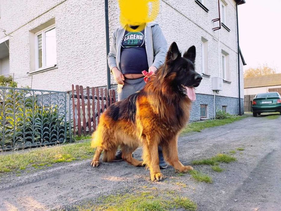 Owczarek niemiecki długowłosy piesek