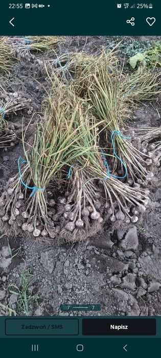 Czosnek jary wiosenny odmiany Jarus od rolnika bez żadnych pestycydów