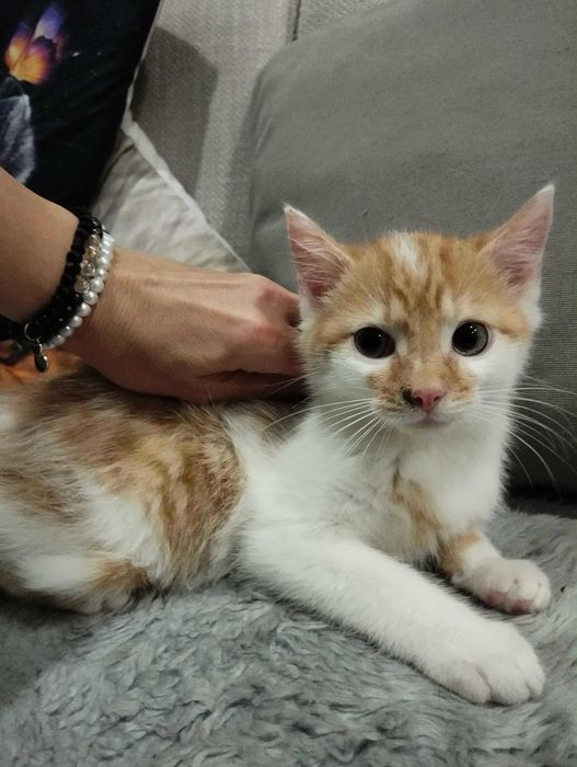 Imbir piękny kociak do adopcji