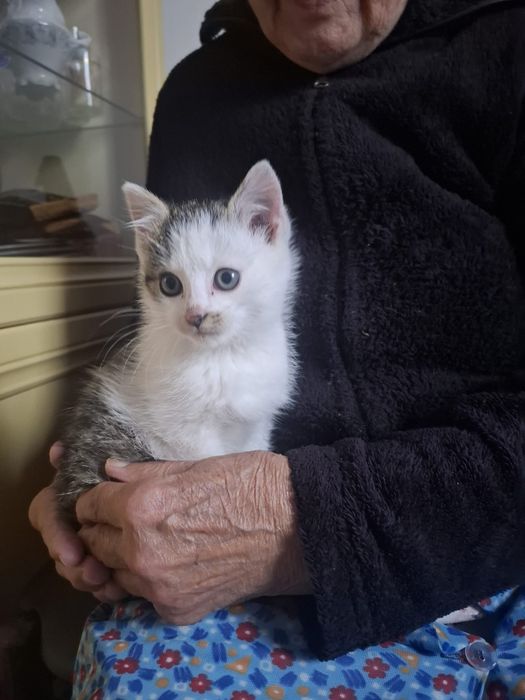 Oddam kotka za darmo