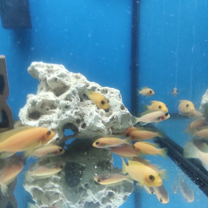 Pyszczaki Red redy i fier fish