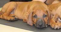 Rhodesian Ridgeback, samiec