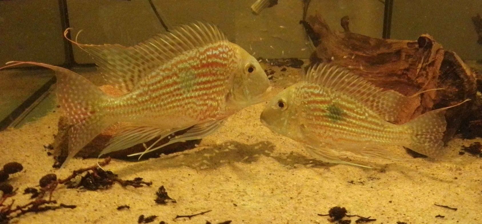 Geophagus sveni, młode 5cm.