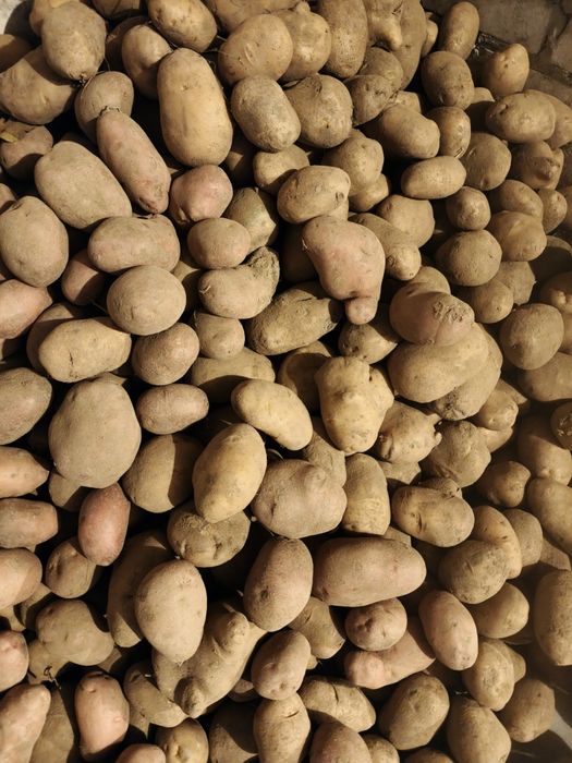 Ziemniak Jurek/Obreron/Belarosa/Owacja