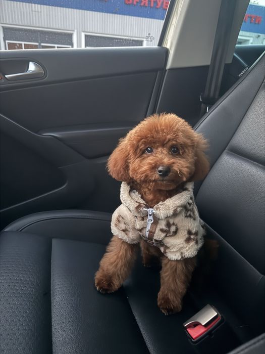 Той пудель дівчинка