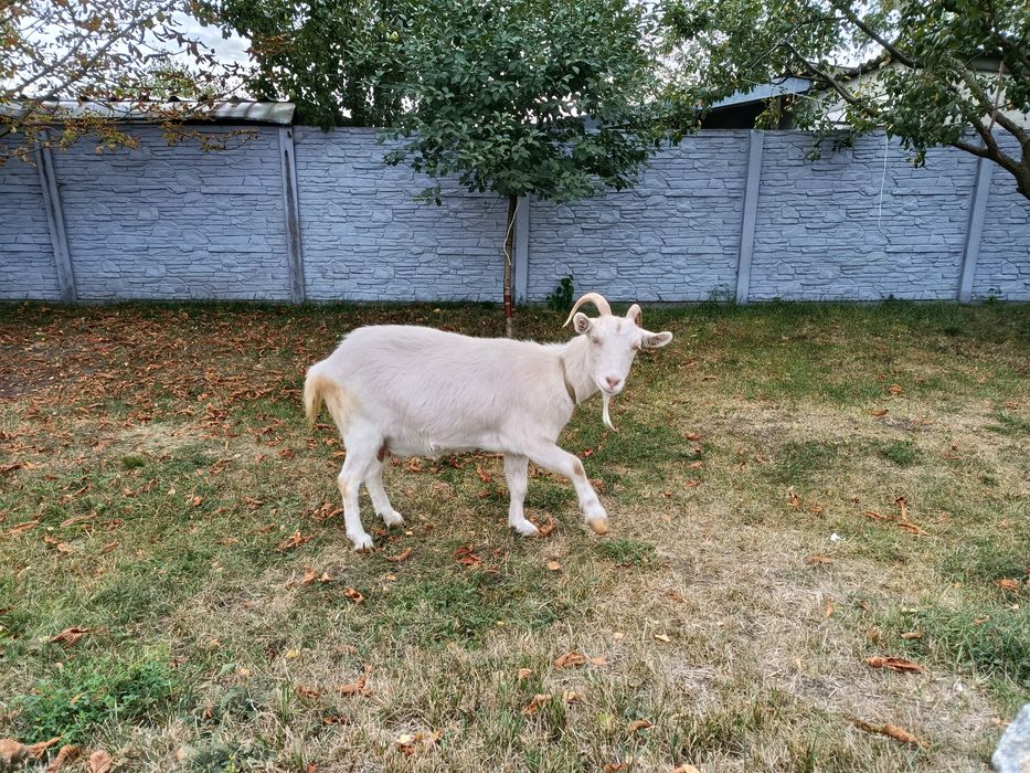 Продам.       коз