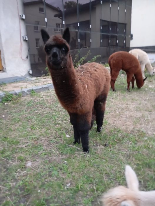 Samica -  młoda alpaka samiczka  huacaya z hodowli  Red Alapca