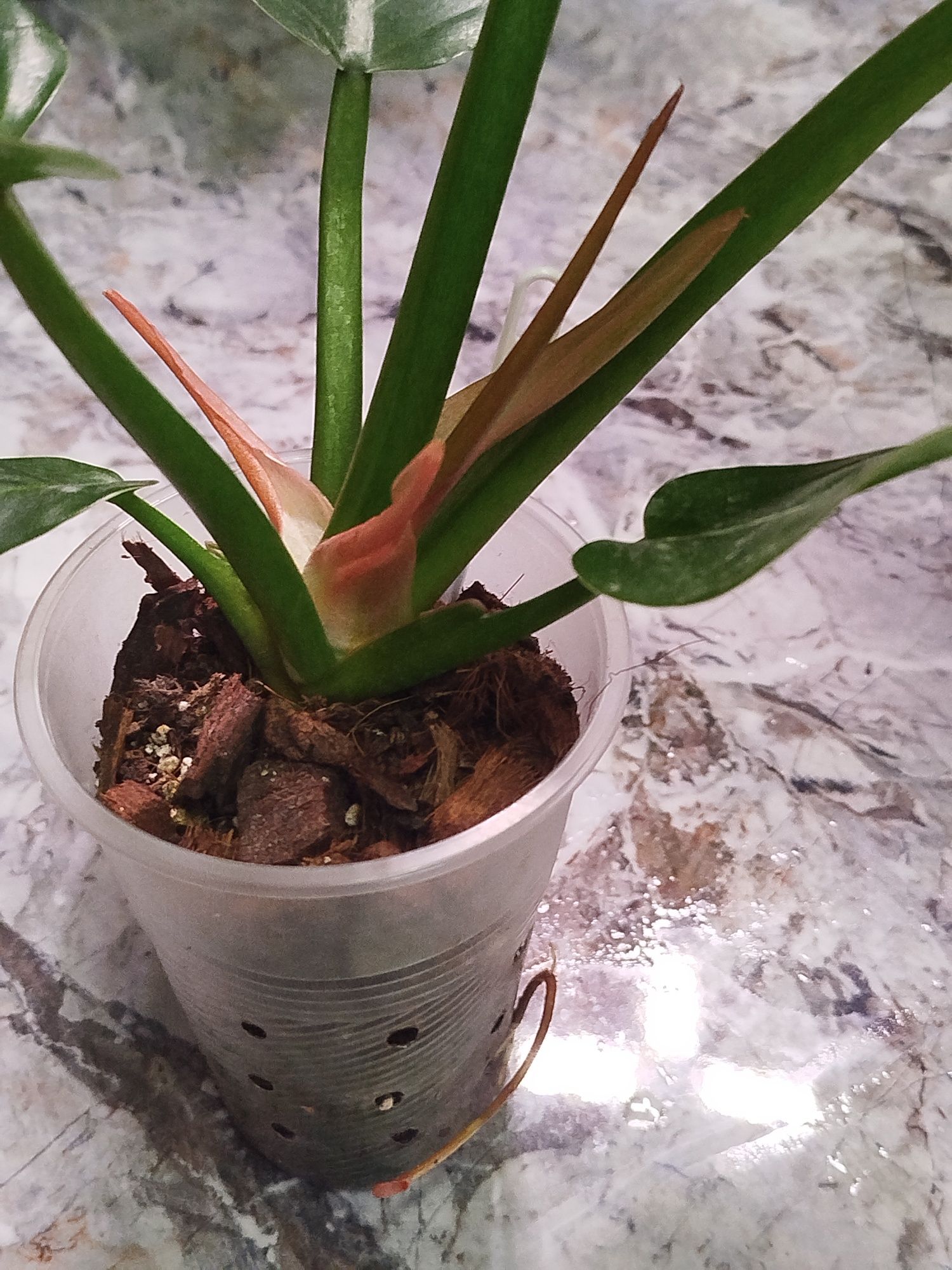 Філодендрон Gloriosum variegated, Філодендрон Raysep