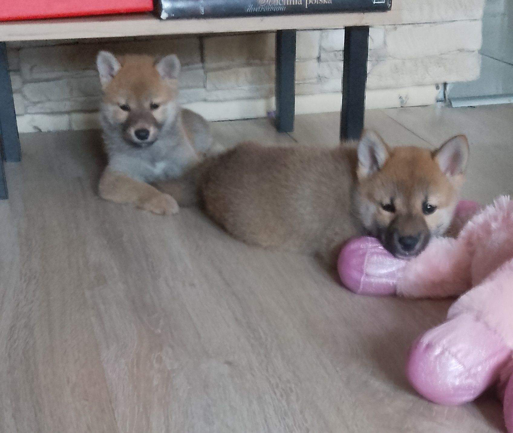 Shiba Inu suczka gotowa do odbioru