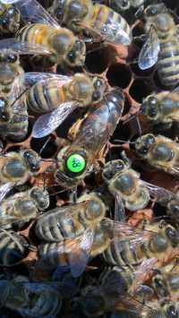 Sklenar Krainka G47 5+1gratis jednodniowe matki pszczele