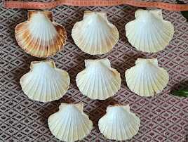 Мушлі середземноморські