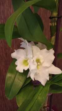 Орхидея дендробиум Нобиле,белая.