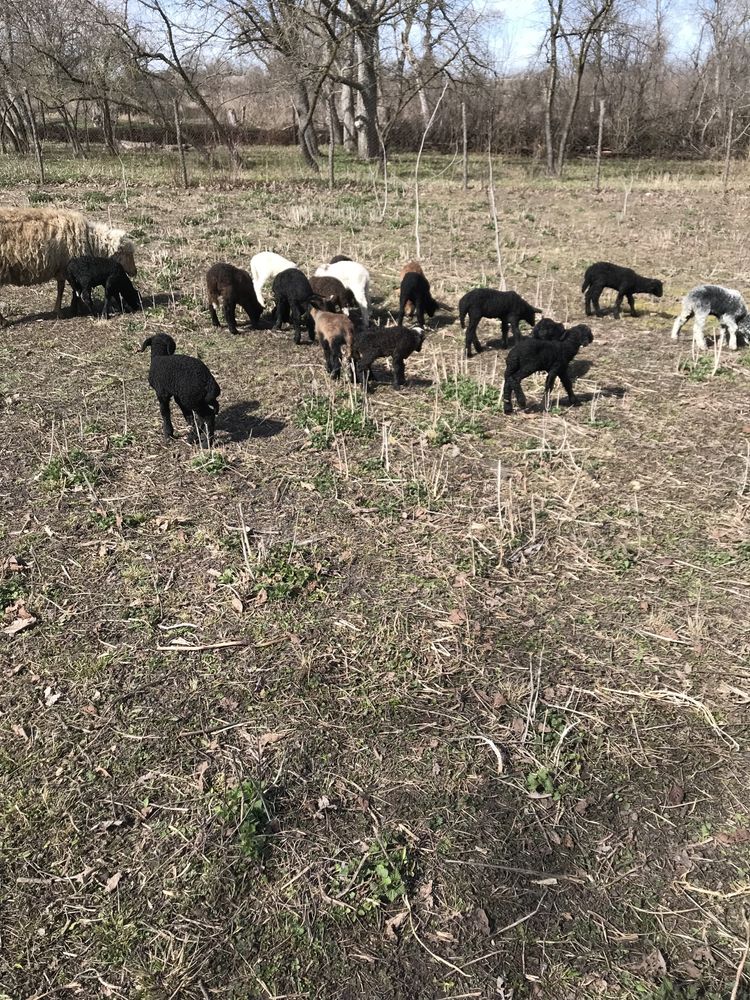 Вівці ягнята барани