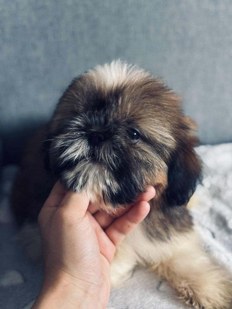 Piesek Leoś 8tyg shih tzu Zkwp