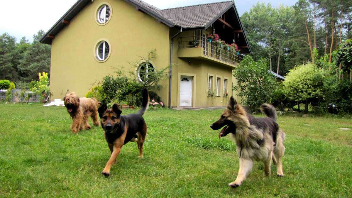 Hotel dla Psów. Labrador,Owczarek,Husky,Golden,kundel, noclegi, Wczasy