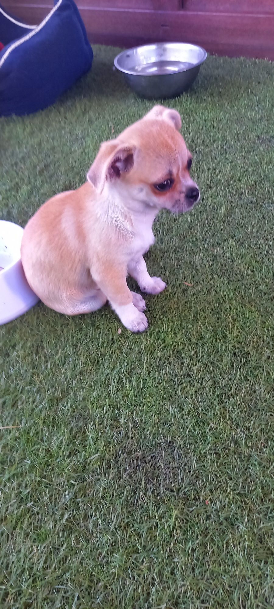Piesek rasy Chihuahua