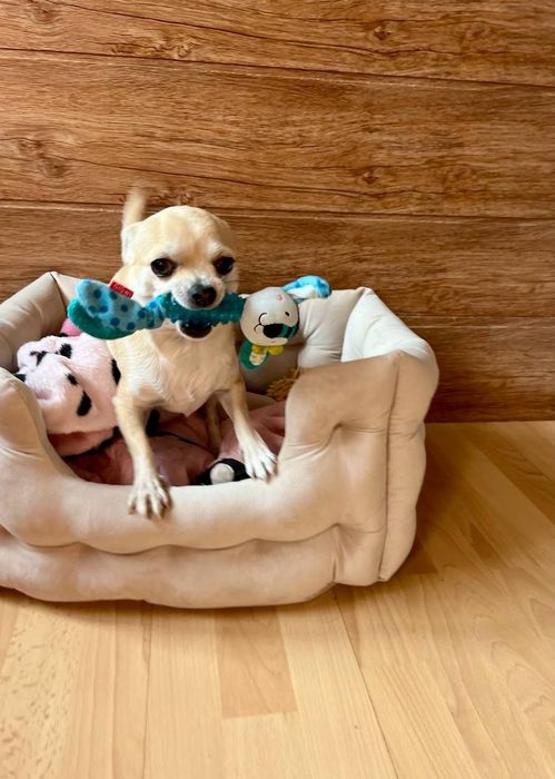 Готель для тварин перетримка зооготель