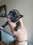 Staffordshire Bull Terrier FCI suczka ruda