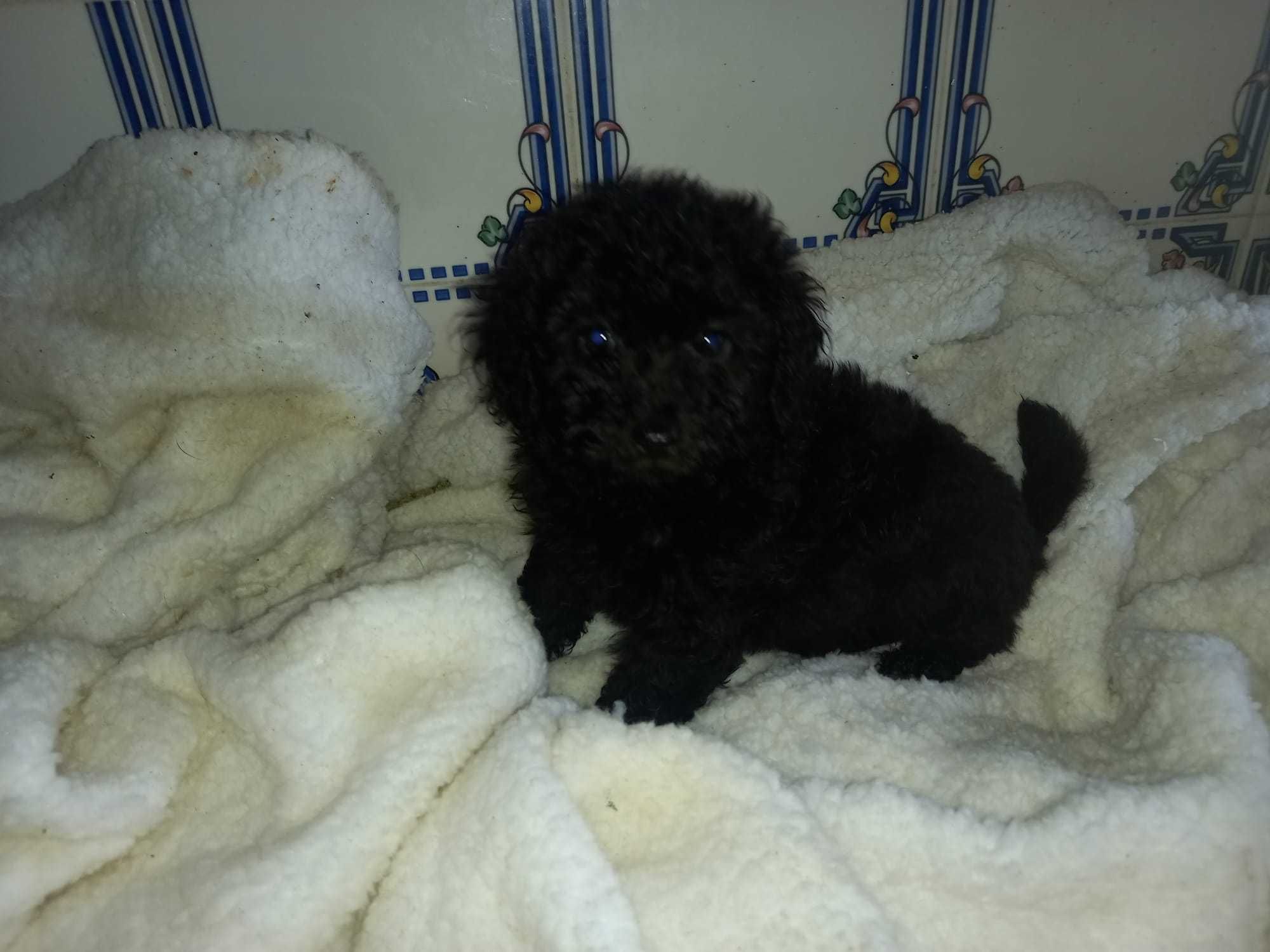 Magnífica femea Caniche Toy