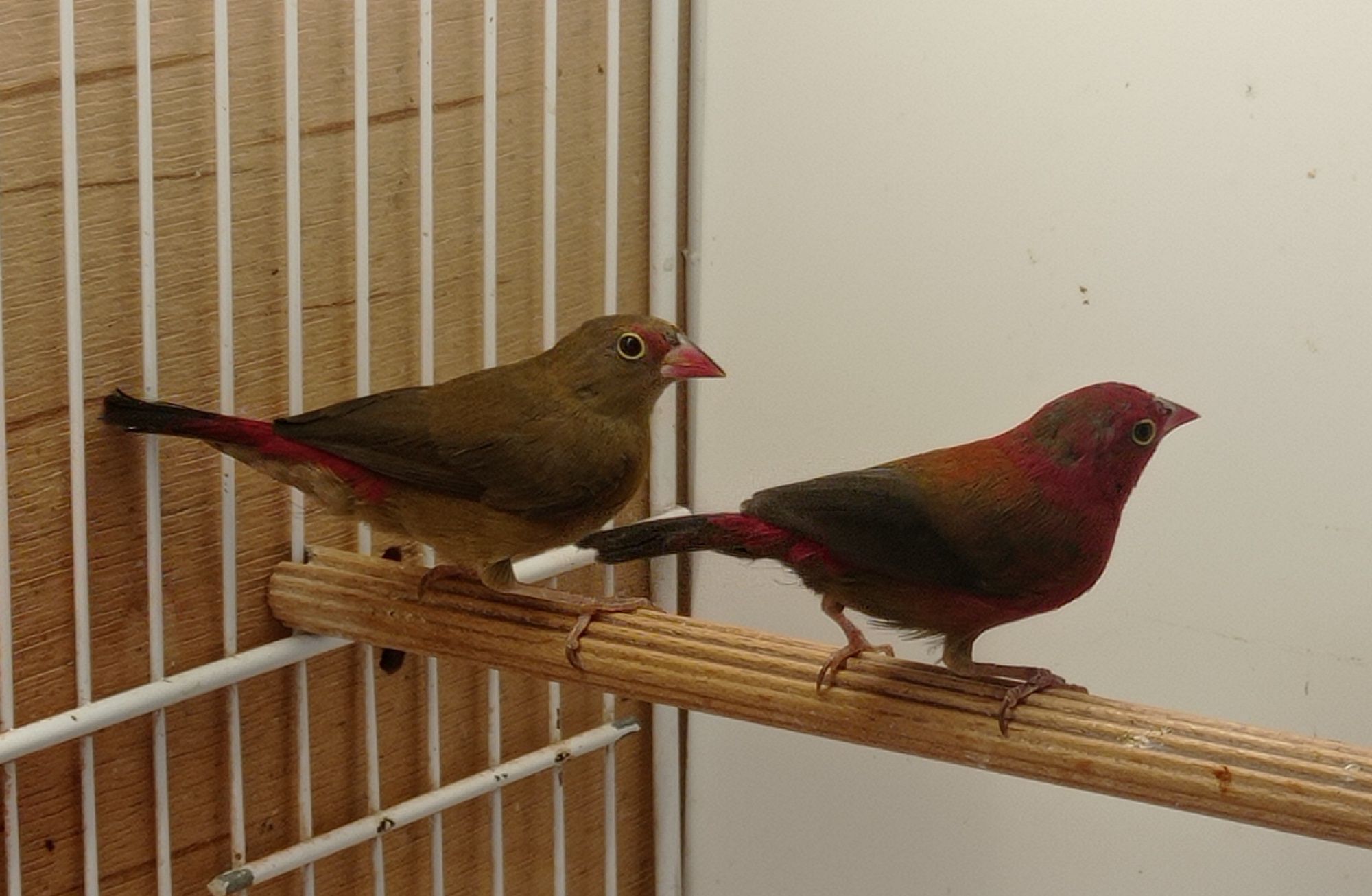 Amarantka senegalska (Lagonosticta senegala)