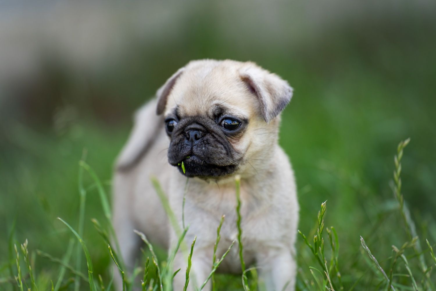 Mops 8 tygodnowy piesek