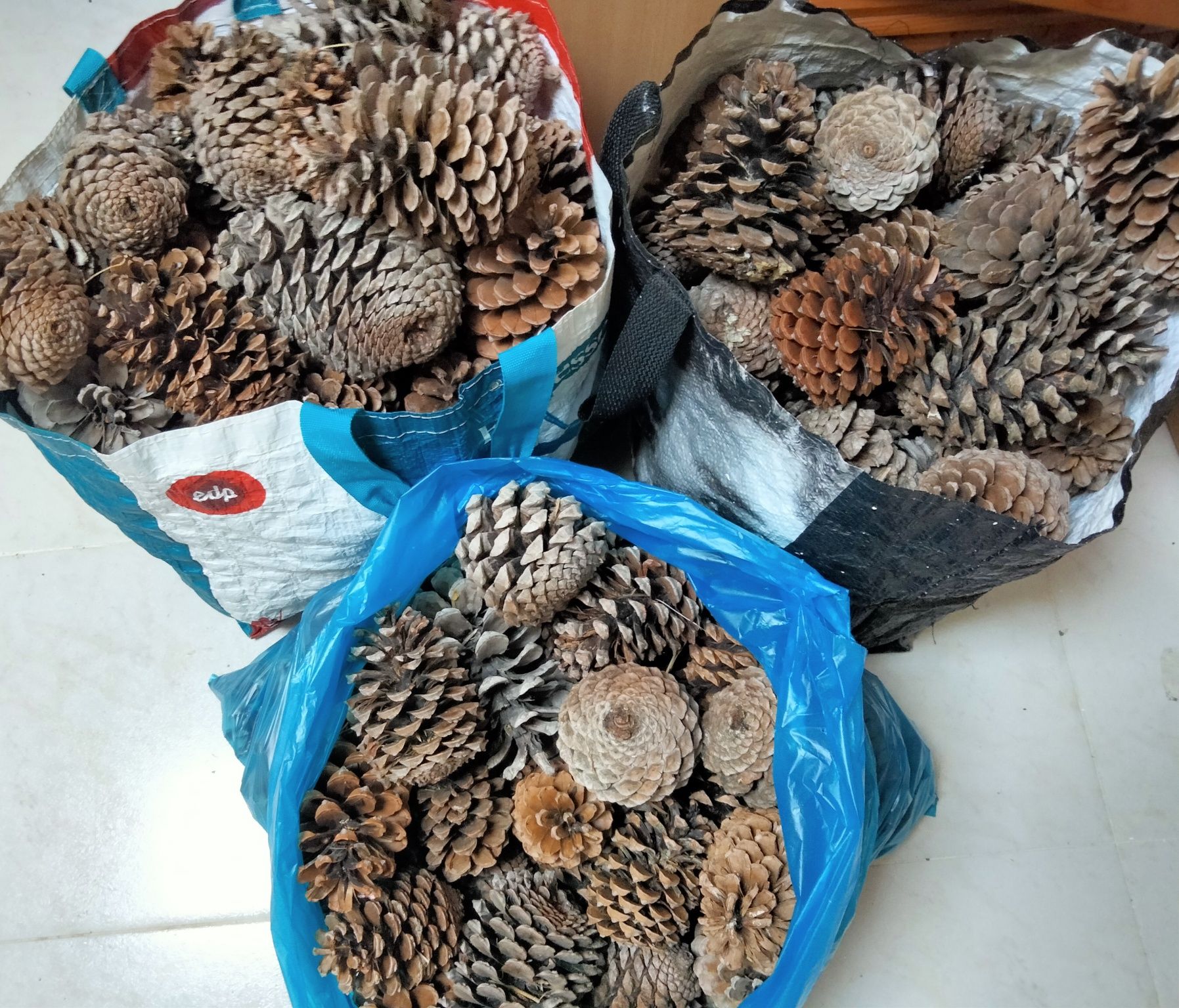 saco(s) de pinhas (2kg)