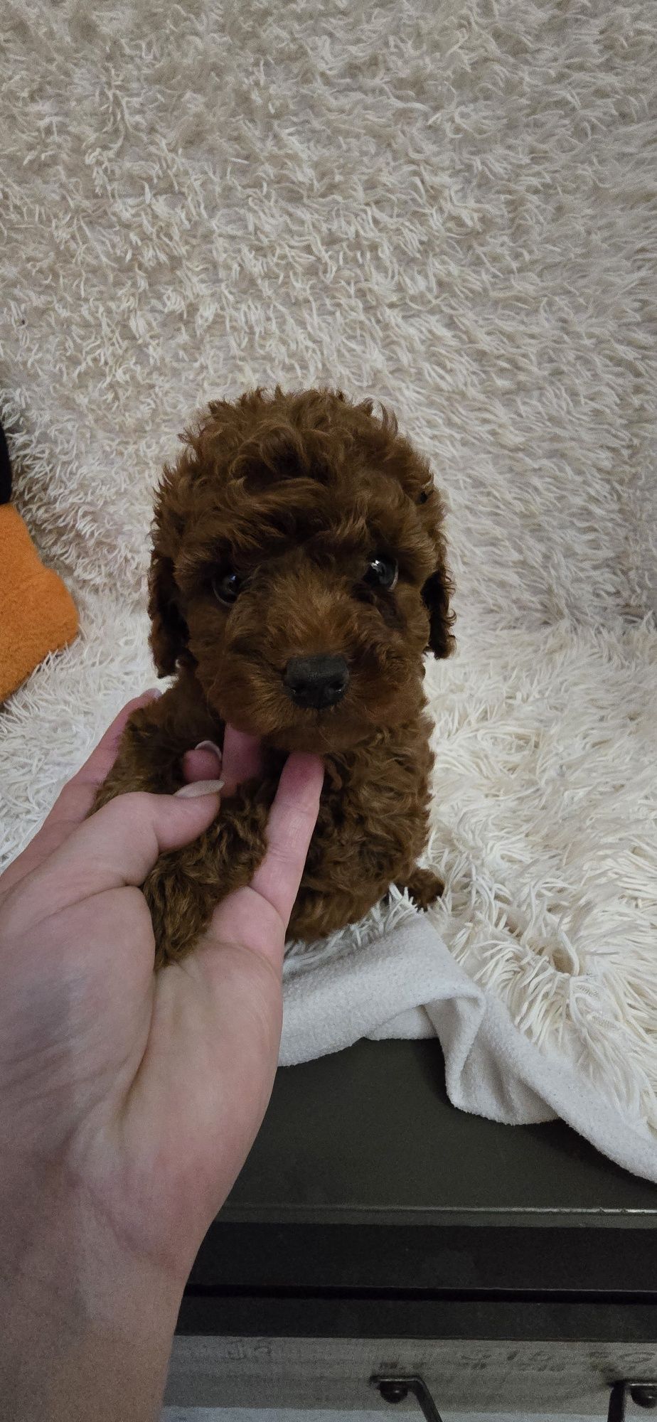 Maltipoo F1b suczka do odbioru