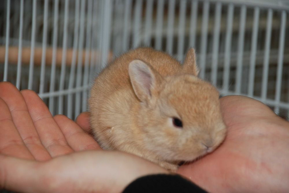 Голландский миниатюрный торчеухий кролик для дома, рыжие кролики