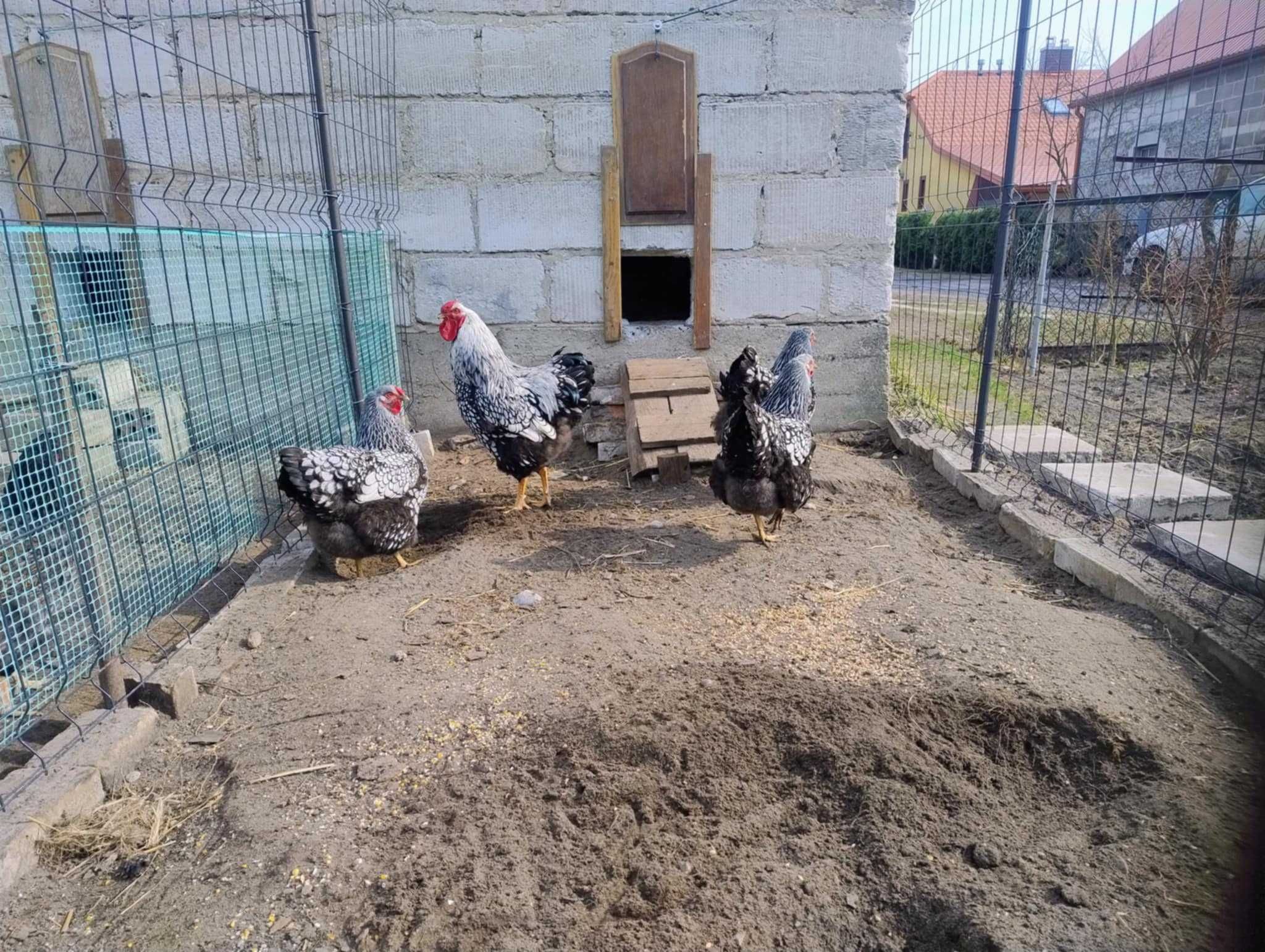 Jaja lęgowe wyandotte srebrnołuskowanej olbrzymiej