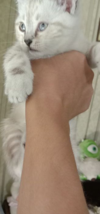 Продаются котята