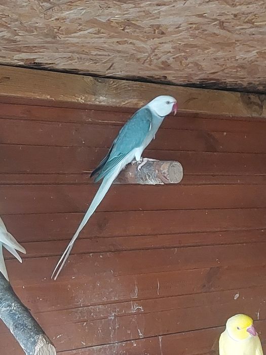 Aleksandretta samiec