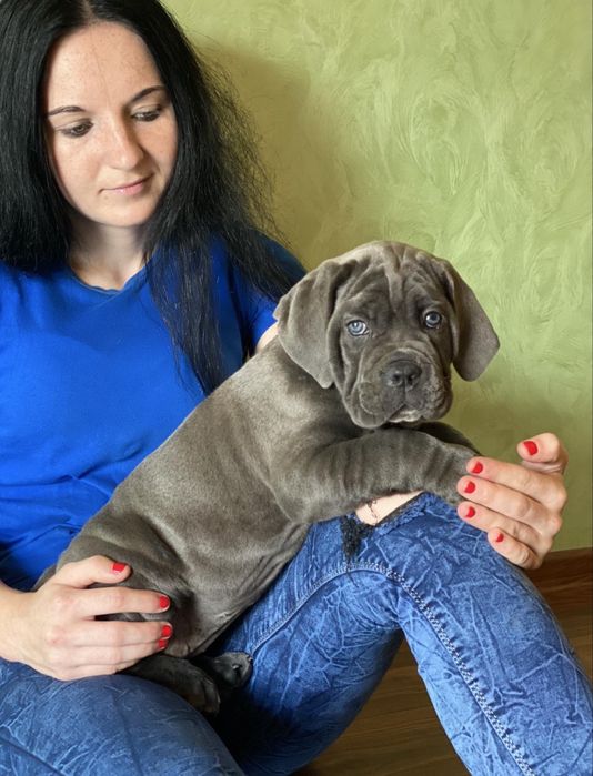 Щеночки Cane corso Italiano-від офіційного розплідника