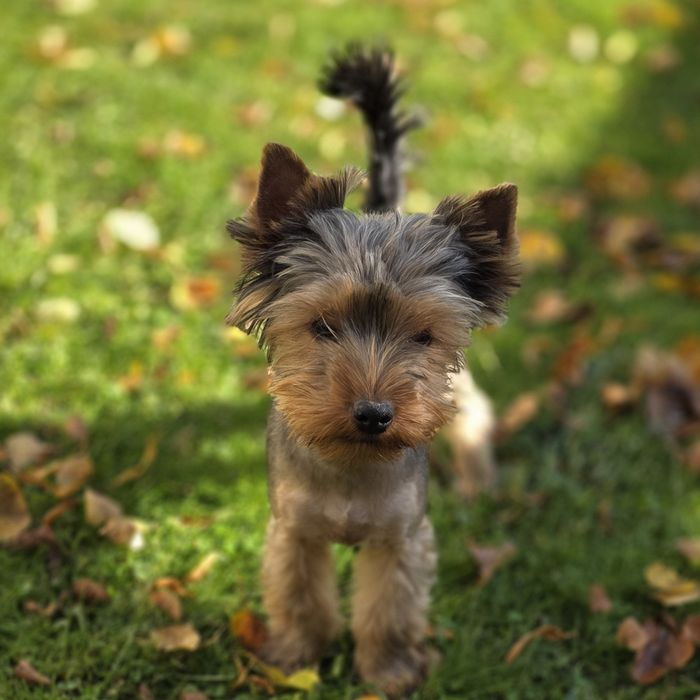 Szczeniaczek Samiec york