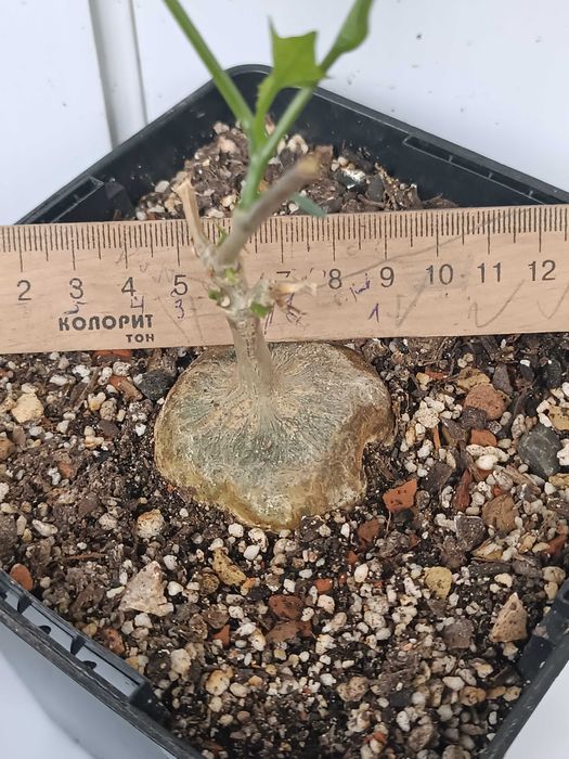 Gerrardanthus macrorhizus Геррардантус макроризус