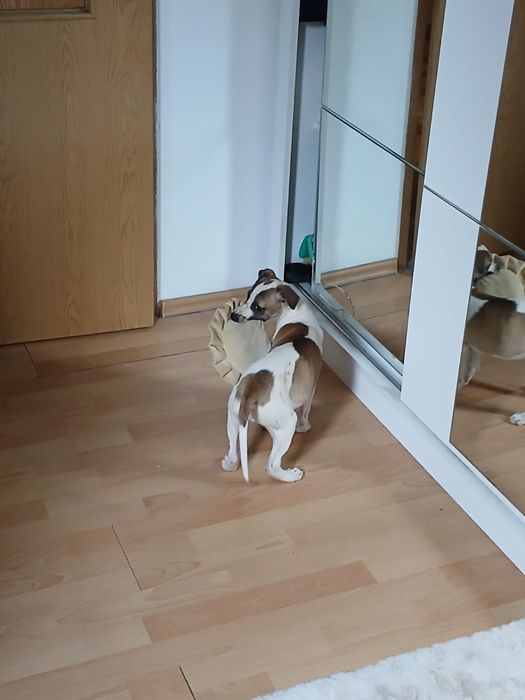 Chart Angielski Whippet śliczny piesek