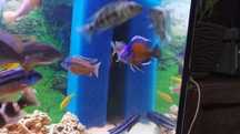 Pyszczak Borleya Copadichromis Borleyi Kadango