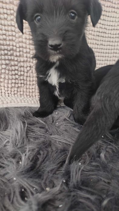 Oddam pieski w dobre ręce