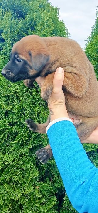 OWCZAREK Belgijski Malinois FCI