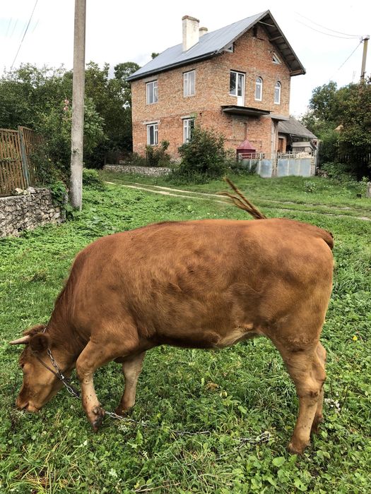 Продається тільна телиця