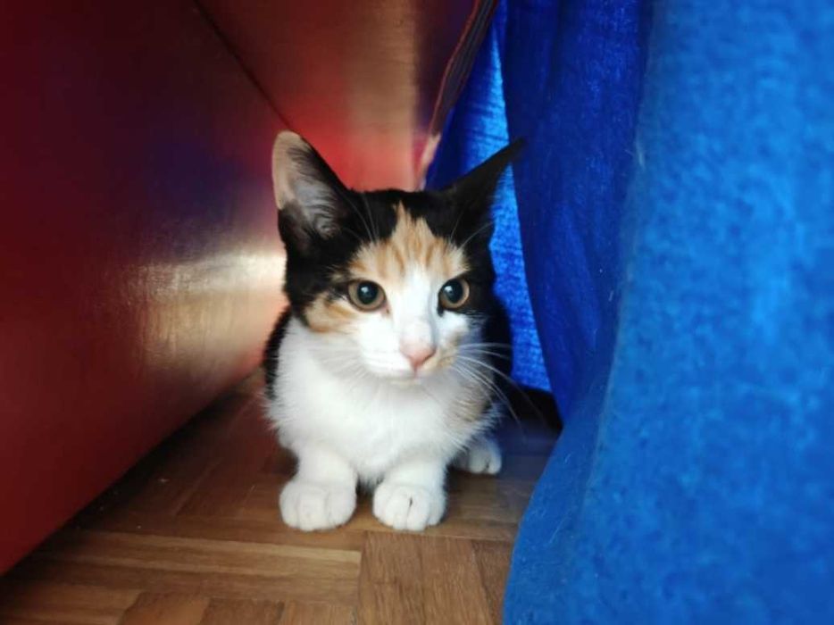 Kotka tricolor szuka kochającego domu