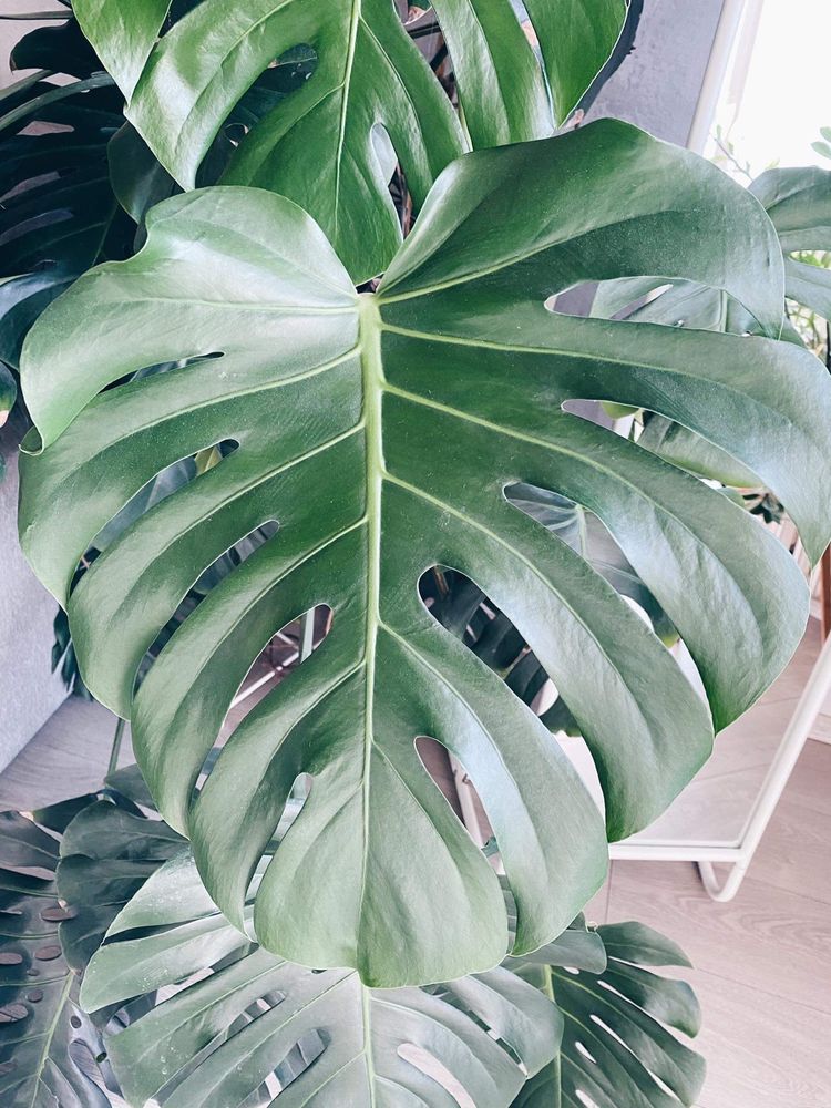 Monstera dziurawa