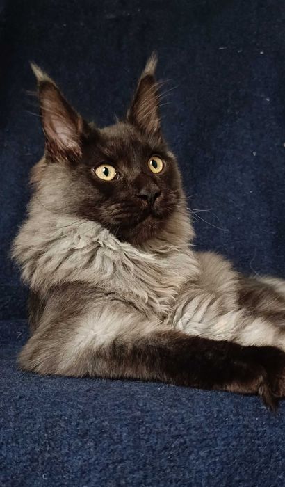 Котята мейн-кун 2 мальчика и девочка