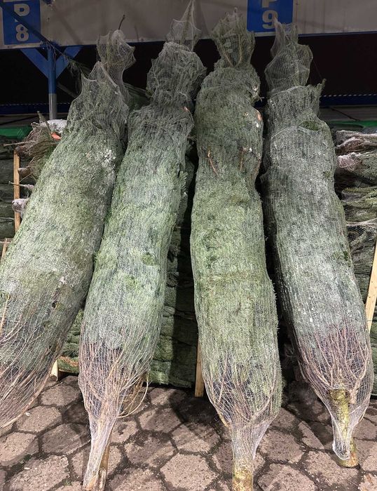 Jodła Kaukaska Nordman Gałęzie Gałązki Stroisz Dostawa Gratis