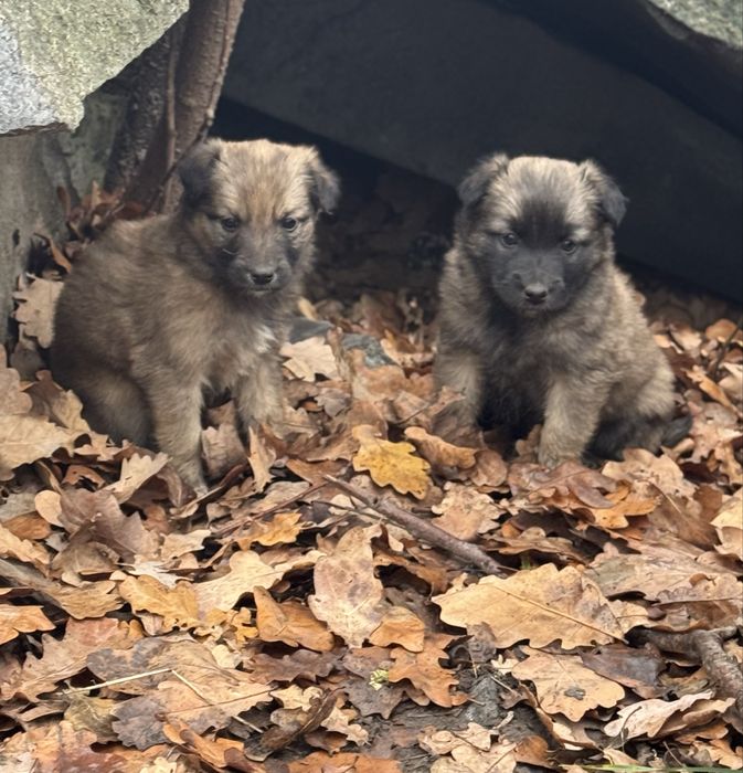 Цицики від паразитів оброблені