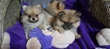 Pomeranian  Szpic miniaturka