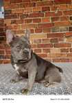 Buldog francuski lilac