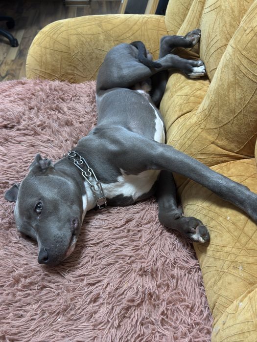 Американский стаффордширский терьер