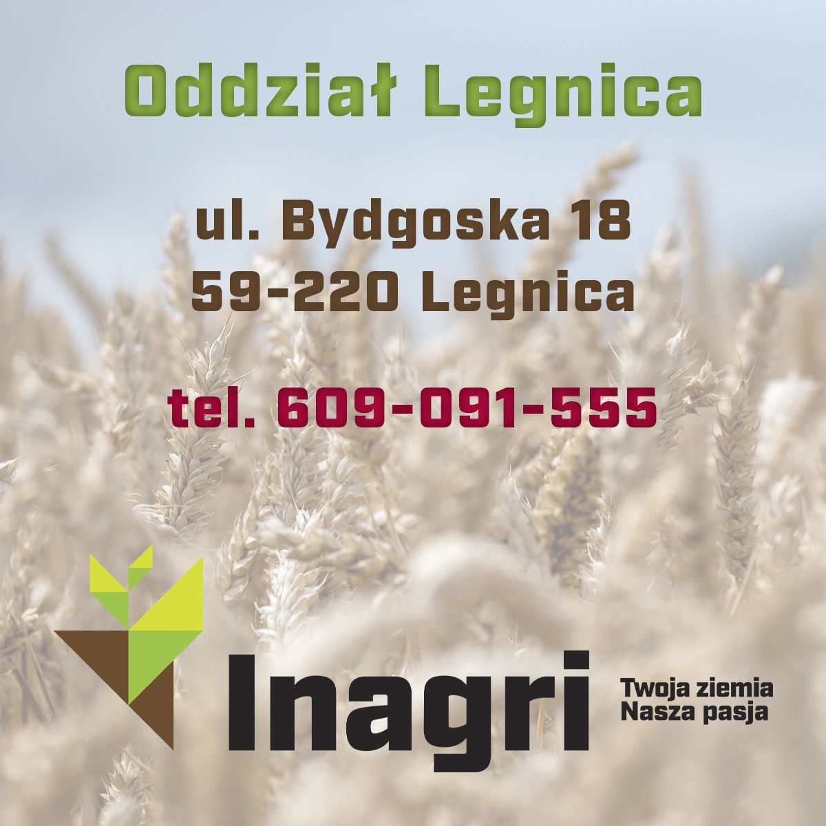 Pszenica ozima RGT Depot, C1, opak. 50kg | dlaroslin.pl