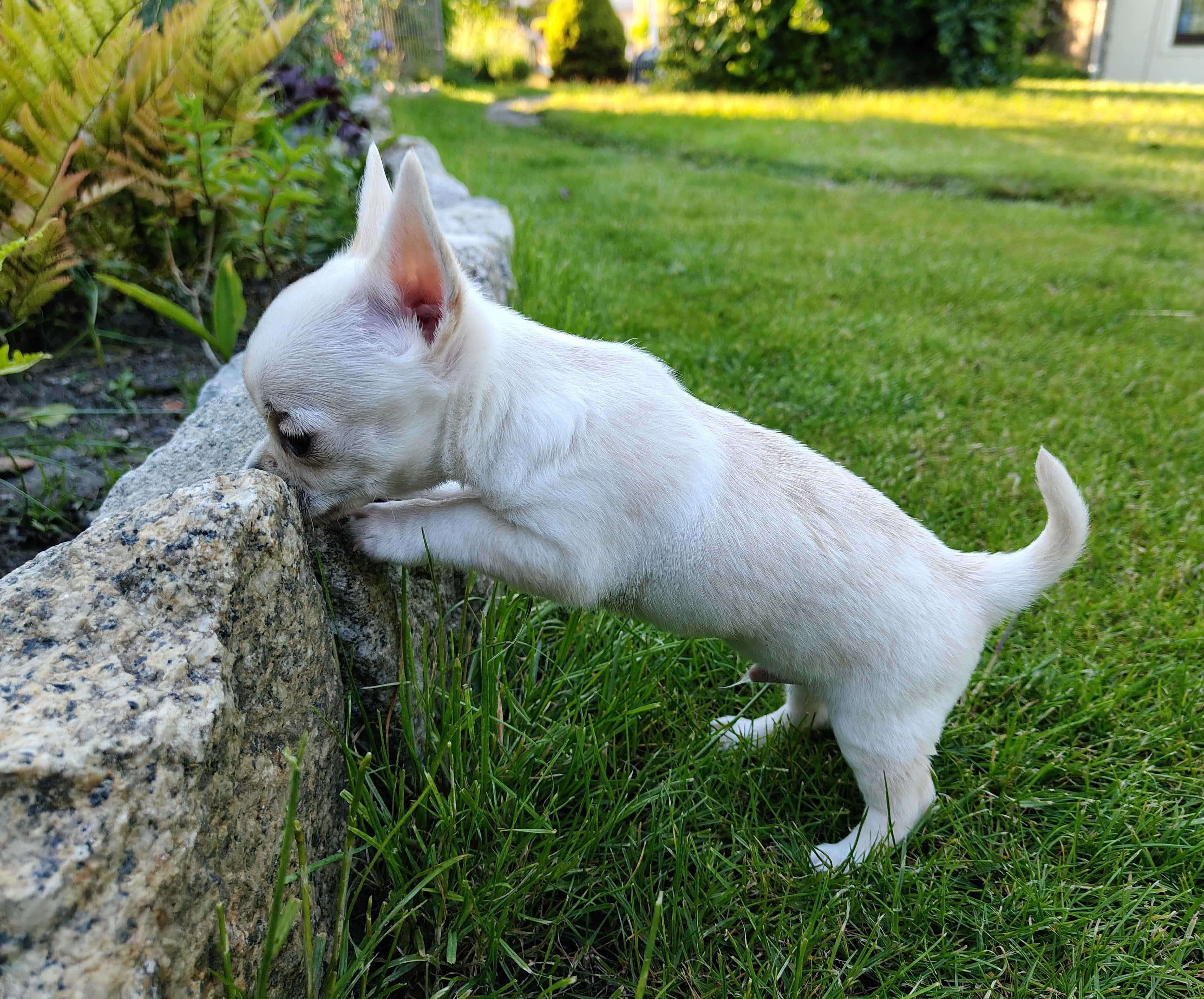 Chihuahua krótkowłosy ZKwP (FCI)